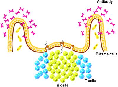 The Well-Developed Mucosal Immune Systems of Birds and Mammals Allow for Similar Approaches of Mucosal Vaccination in Both Types of Animals